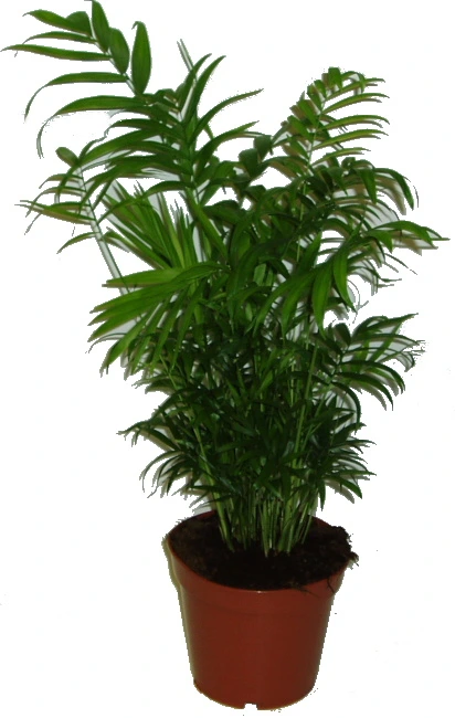 Parlor palm plant in pot