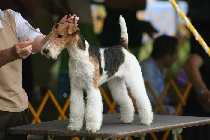 Airedale terier na stole během výstavy psů