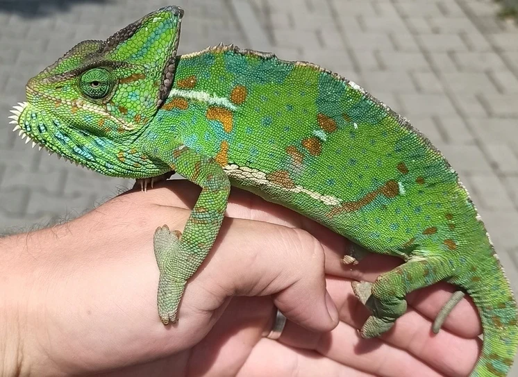 Zelený kameleon držený v lidské ruce na venkovním pozadí.