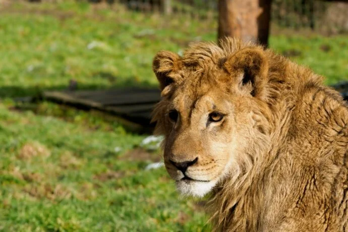 Lion v arenu Jihočeského kraje