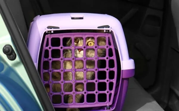 Kočka v přepravníku pro cestování autem