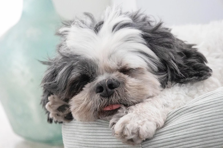 Spící pes Shih Tzu na pohovce