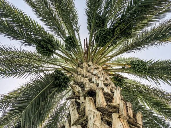 Mature date palm tree showing its fronds and fruit clusters.