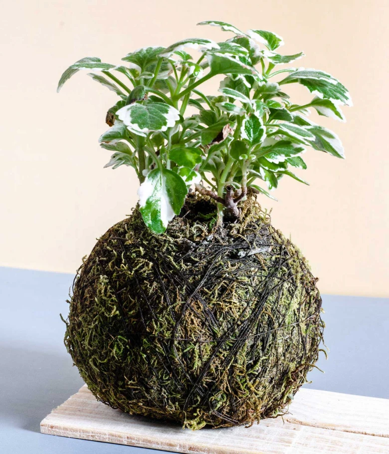 Hotový kokedama s rostlinou na dřevěné desce.