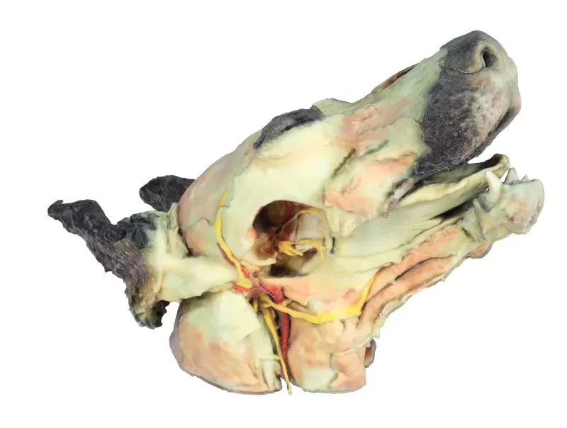 Anatomický model hlavy psa s viditelnými nervy a svaly.