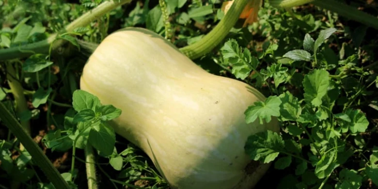 Tykev muškátová rostoucí v zahradě mezi zelení.