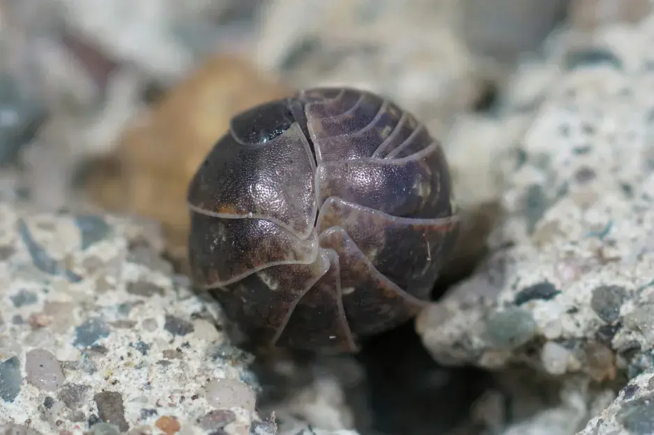 Svinka se stočí do koule na zemi.
