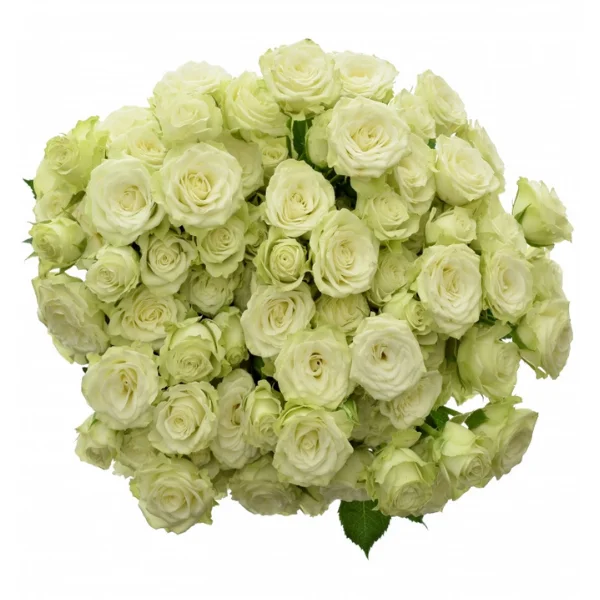 Bouquet bílých růží mnohokvětých na čistém pozadí.