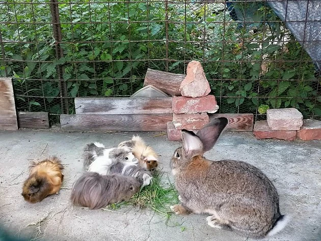 Belgický králík s křečkovými prasátky venku