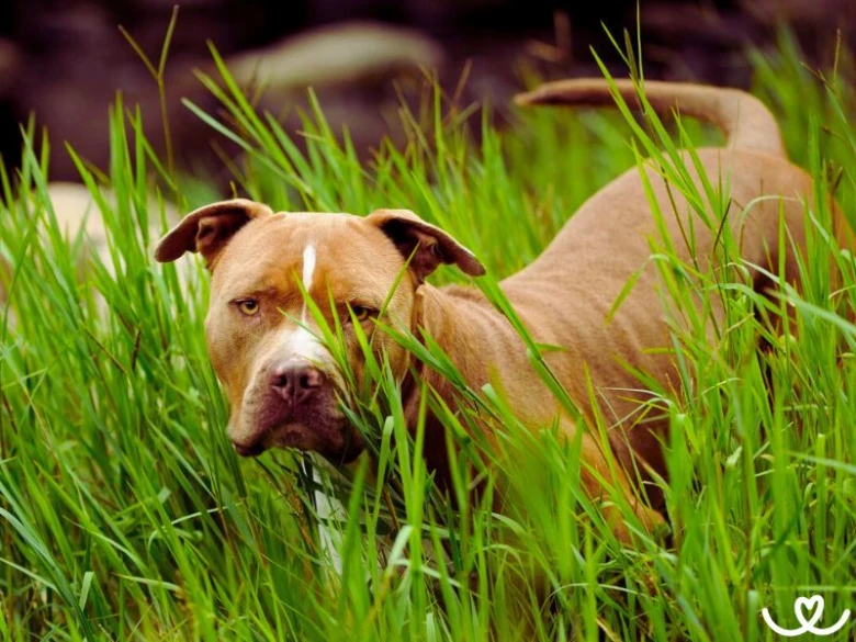 Hnědý pes plemene pitbull stojí v trávě.