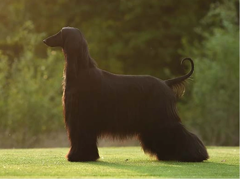 Černý afghánský hound stojí na trávě v slunci