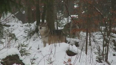 Wolf in snow