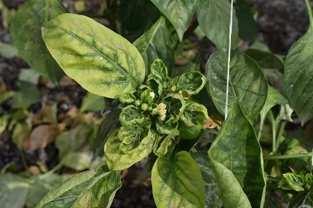 Paprika s křivými listy – příznak nemoci