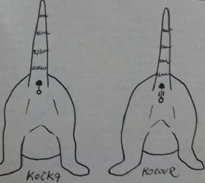 Porovnání pohlavních znaků kočky a kocoura pro určení.