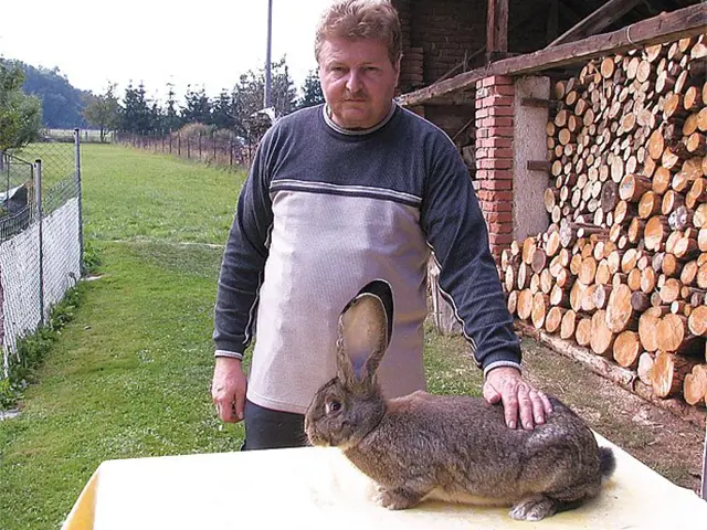 Belgický obr jako domácí mazlíček s majitelem venku.