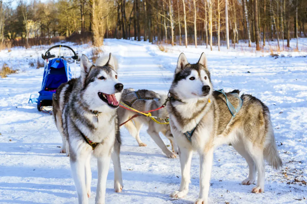 Dva huskies v popružích na sněhu připravení k sanění.