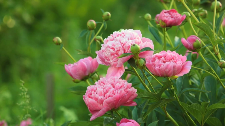 Růžové peonie v zahradě, květy pro začátečníky