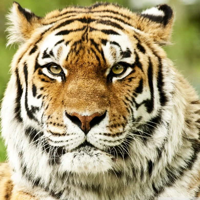Portrét sibiřského tygra v zoo Jihočeský kraj
