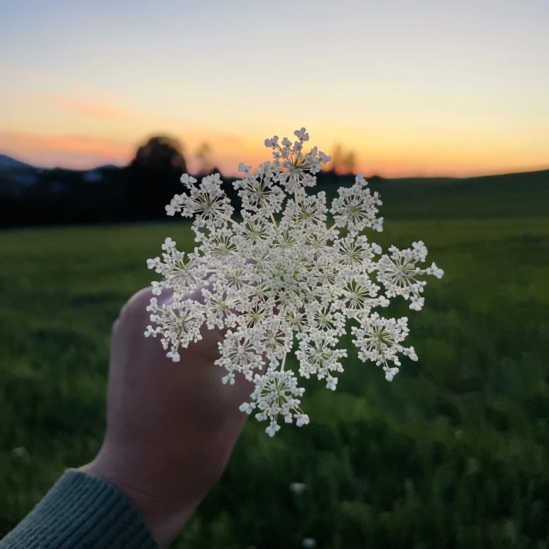 Ruka drží květ divoké mrkve na pozadí západu slunce.