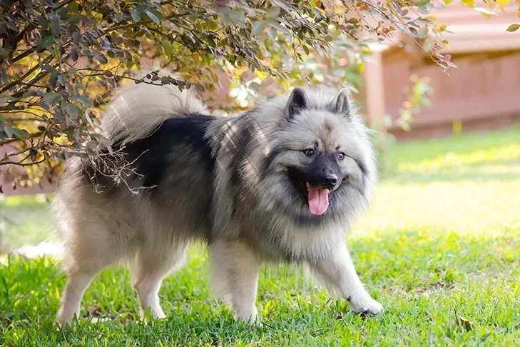 Keeshond pes stojí na trávníku pod stromem.