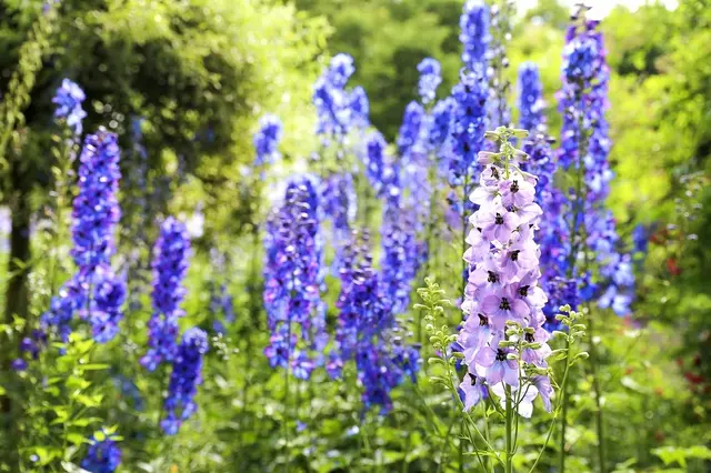 Fialové květy delphinium v zahradě