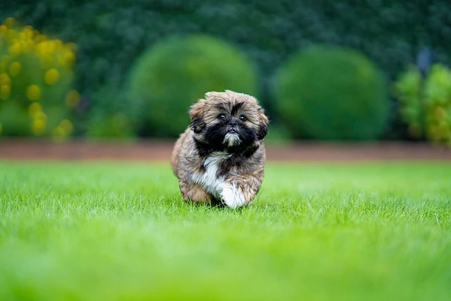 Malý pes Shih Tzu běží po trávě