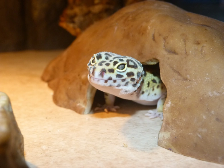Geckon trpasličí vyhlížející z úkrytu v terárii.