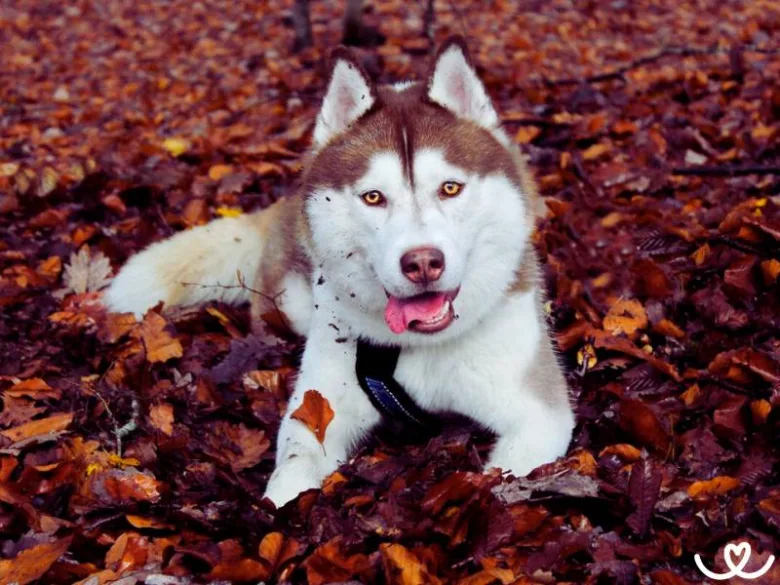 Hnědý husky leží na podlaze pokryté listím.