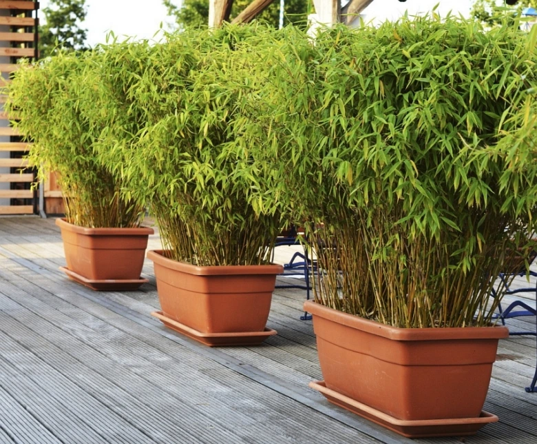 Potted bamboo plants