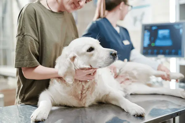 Pes po operaci s jizvami v veterinárním ordinaci