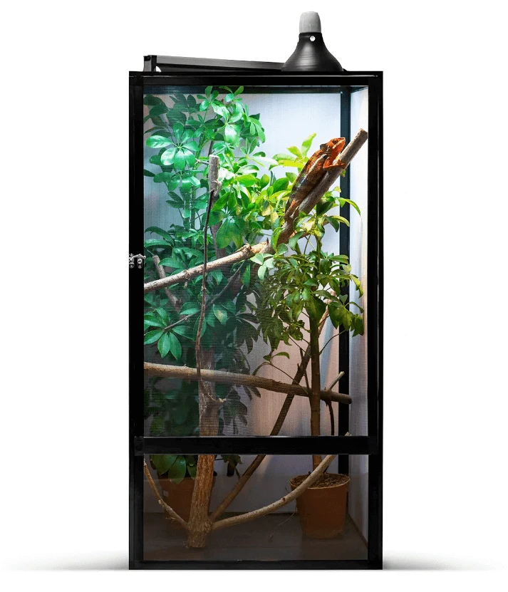 Chameleon in terrarium with plants