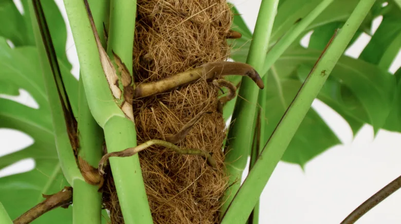 Monstera vzdušné kořeny obepínající podpůrný sloup