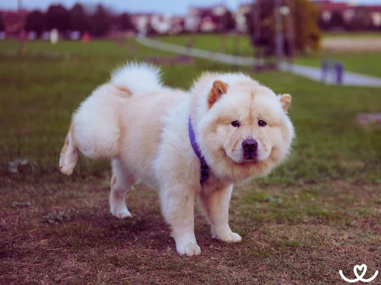 Štěně Chow Chow venku na trávě