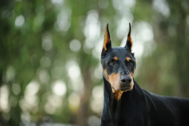 Černý doberman s hnědými znaky na obličeji.