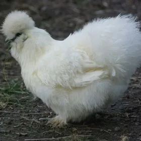 Bílá chlupatá slepice s peřím na nohou a hlavě.