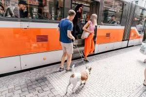 Pes u tramvaje s lidmi nastupujícími do vozidla.
