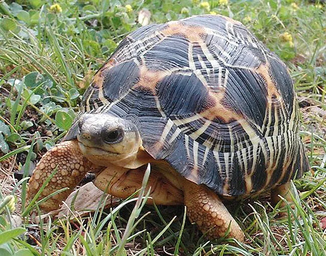Želva paprsčitá na trávníku s detailním pancířem.