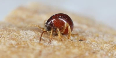Vrtavec plstnatý na dřevěné kůře