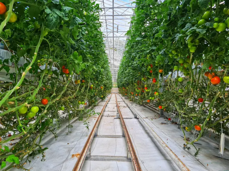 Řady rajčat rostoucích v hydroponické skleníkové kultivaci s červenými a zelenými plody.