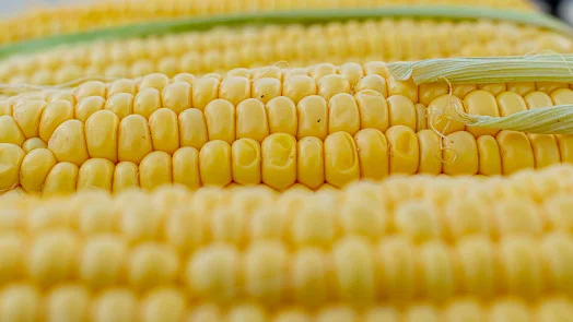 Fresh yellow corn cobs