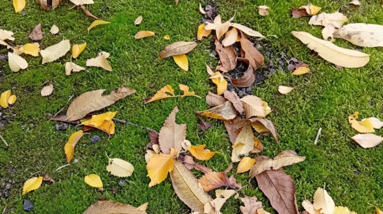 Žluté listí leží na zeleném mechu v podzimní krajině.