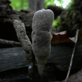 Prsty mrtvého muže rostoucí na dřevě v lese.
