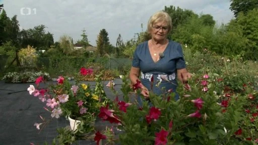 Žena mezi kvetoucími mandevilami v truhlících na zahradě.