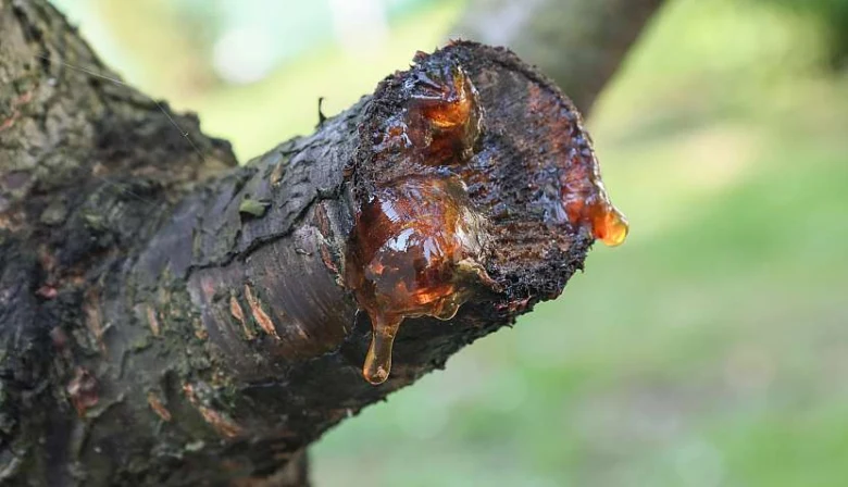 Stromová kůra s tekutou pryskyřicí vytékající z řezu.