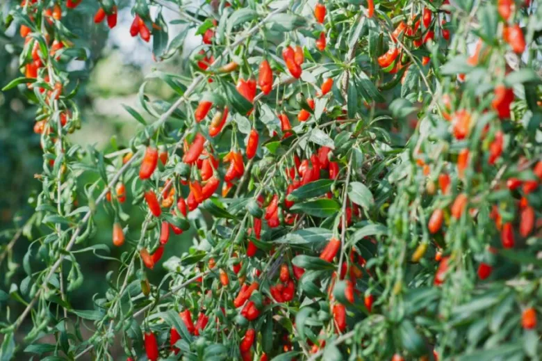 Červené plody goji rostliny visí na zelených větvičkách.