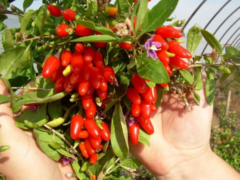 Rukama drží větve rostliny s červenými bobulemi goji a fialovými květy.