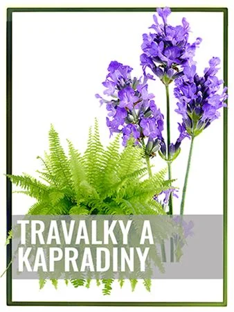 Lavender and fern plants