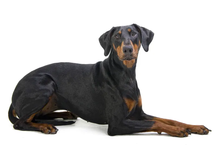 Černý doberman s hnědými znaky na bílém pozadí.