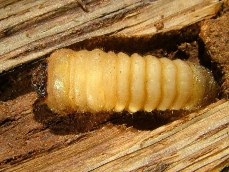 Larva tesaříka dubového v dřevo.