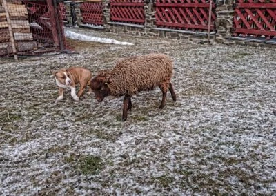 Hnědá ovce stojí na sněhu vedle kočky u plotu.